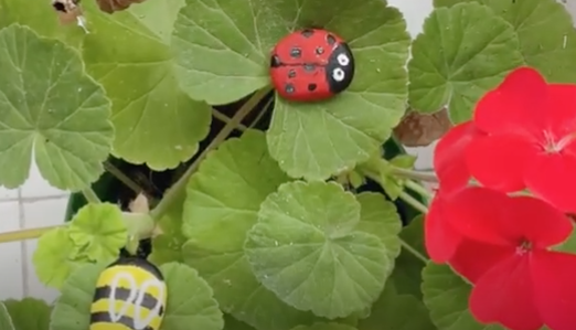 piedras planas pintadas como mariquitas sobre un geranio