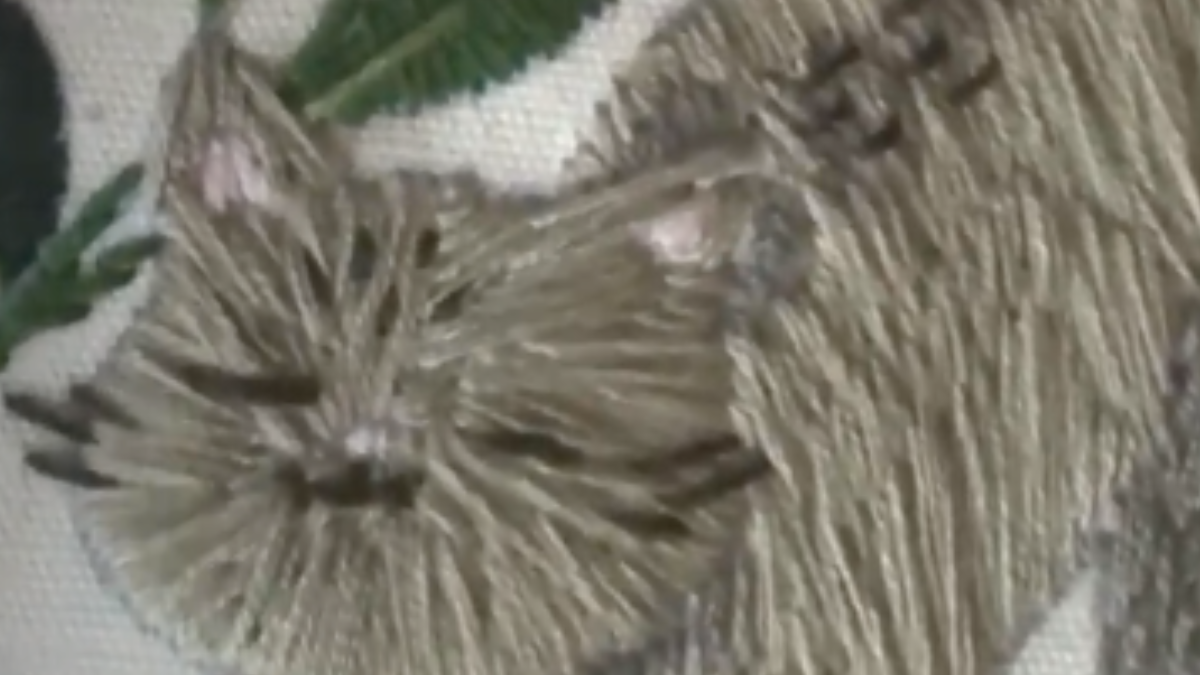 🐱 Bordado a Mano de un Gatito con Flores